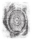 Section of a cilium and its hair follicles, vintage engraving