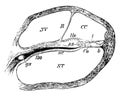 Section Through Coil of the Cochlea, vintage illustration