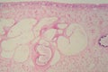 Section of a common liver fluke Fasciola under the microscope Royalty Free Stock Photo