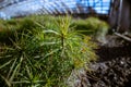 Section of conifers in the nursery-garden, sprouts of European pine in the forestry greenhouse.