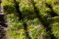 Section of conifers in the nursery-garden, sprouts of European pine in the forestry greenhouse.