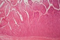 Section of a dog ciliated columnar epithelium