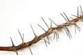 Section of Dried Branch Covered in Sharp Thorns Royalty Free Stock Photo