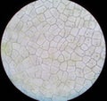 Section--epidermal cells