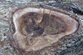 Section of a felled tree in detail branch fork