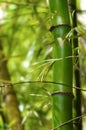 Section of green bamboo tree in the forest close up Royalty Free Stock Photo