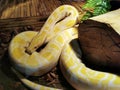 The section of Herpetology on snakes is called serpentology. Burmese albino python scientific name Python Molurus Bivittatus.