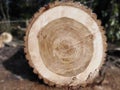 A section of a huge felled tree that fell on the road