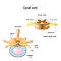 section of the human vertebral column and cross-section of spinal cord. Royalty Free Stock Photo
