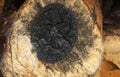 Section of a log with texture, rings and a scorched center