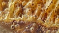 A section of magnified to reveal the spiny hooklike structures of Sarcoptes scabiei the responsible for scabies. The s Royalty Free Stock Photo