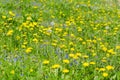 Section of meadow with dandelions and other flowers, selective focus