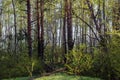 Section of mixed pines and birches forest in spring morning Royalty Free Stock Photo