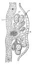 Section of a Nephrolepis vintage illustration