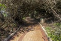 Vegetation Lined and Covered Coastal Paved Beach Walkway Royalty Free Stock Photo