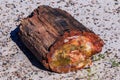 Section of petrified log on ground, smaller pieces scattered around Royalty Free Stock Photo