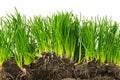 Section of plants with roots and soil isolated on white background Royalty Free Stock Photo