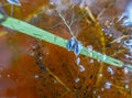 A section of a pond and two insects