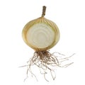Section Ripe Onion Isolated