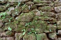 stone wall surface with moss Royalty Free Stock Photo