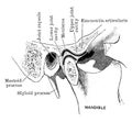 Section Through Temporo Mandible Joint, vintage illustration