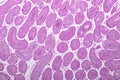 Section of Testis tissue under the microscope . Royalty Free Stock Photo