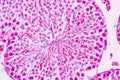 Section of Testis tissue under the microscope . Royalty Free Stock Photo