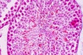 Section of Testis tissue under the microscope . Royalty Free Stock Photo
