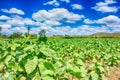 Tobacco Farm