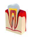 Section of the tooth. pulp with nerves and blood vessels.