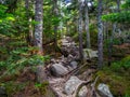 Exposed Rocky Trail Through Dense Woods Royalty Free Stock Photo