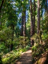 Trail Through Redwoods, Muir Woods, California Royalty Free Stock Photo