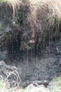 Section of transition moor in boreal coniferous forest