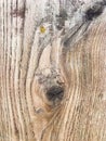 A section of a tree on which annual rings are very clearly visible.