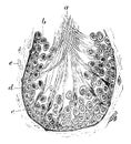 Section of a Tubule of the Testicle of a Rat vintage illustration