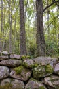 A section of a very old stone wall covered in moss Royalty Free Stock Photo