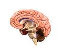 Sectional view of the human brain. Left hemisphere.