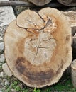 Sectioned tree trunk Royalty Free Stock Photo