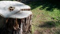 Sectioned tree trunk seen from above with the typical veins and a hole in the center, Royalty Free Stock Photo