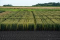 sectors of cereal species, plowed land, wheat varieties Royalty Free Stock Photo