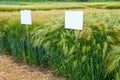 sectors demo plots of cereals with pointers, new varieties of winter barley