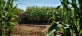 sectors of corn fields of agricultural crops