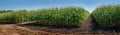 panorama of sectors of demonstration corn fields of agricultural crops, panoramic view