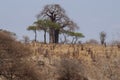 Landscape with baobab tree in the savannah of the Tarangire National Park in Tanzania, Africa Royalty Free Stock Photo