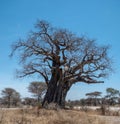 Secular baobab tree in the Tarangire National Park in Tanzania, Africa Royalty Free Stock Photo