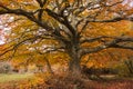 Secular beech tree with orange leaves in the autumn season Royalty Free Stock Photo