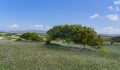 Secular oak takes on a particular position thanks to the strong mistral wind that blows in the panoramic road Royalty Free Stock Photo