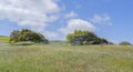 Secular oak takes on a particular position thanks to the strong mistral wind that blows in the panoramic road Royalty Free Stock Photo