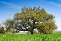 Secular oak tree Royalty Free Stock Photo