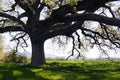 Secular oak tree Royalty Free Stock Photo